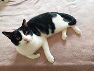 FIV positiver wunderschöner Felix B - Margetshöchheim