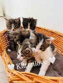 Kitten Norwegische Waldkatzen in 07957