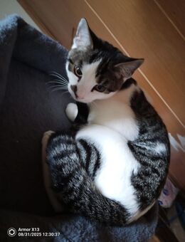Jung Kater Chiko - Altenkirchen (Westerwald) Zentrum