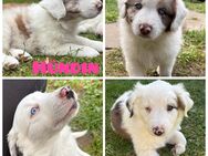 Australian Shepherd Welpen Bunte Herzensbrecher - Rehna