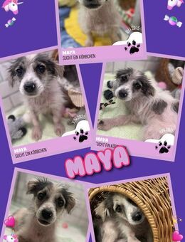 kleine Maya in Not! - Nürnberg