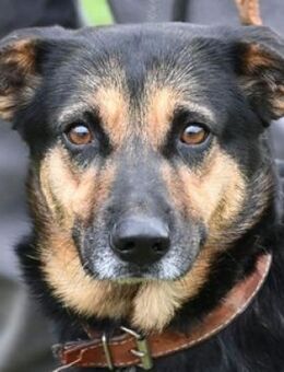 Freundliche ALFA - Gefrees