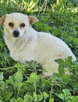 kleine YOLA sucht 4ever home - München