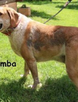 Tulumba verschlafen schauen, ... - Kissing