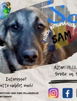 SAM - liebt seine große Familie - Waakirchen