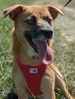 Ronja möchte aus Rumänien raus - Blankenheim (Nordrhein-Westfalen)