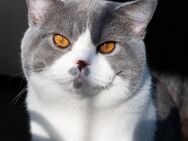 Deckkater BKH Bicolor - Odenthal