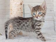 Bengal Kitten - Dietingen