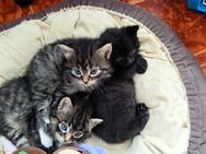 Niedliche Baby Kitten suchen neues Zuhause - Oberstaufen