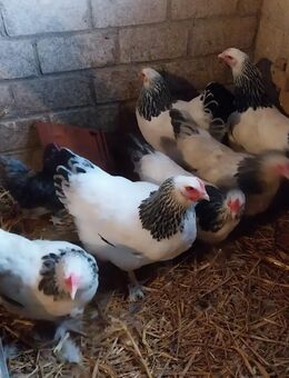 6 Sundheimer Hennen - Warmsen