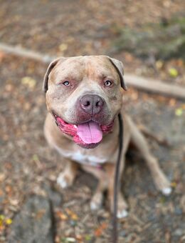 American bully xl Sucht ENDPLATZ - Staufenberg (Hessen)