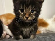 Mainecoon Kitten - Oberharmersbach