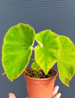 Begonia tomentosa - Eschbach (Landkreis Südliche Weinstraße)