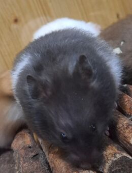 junge Goldhamster Teddyhamster Hamster langhaarige Goldis Teddys Jungtiere - Neustadt (Sachsen) Hohwald