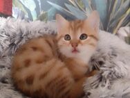 Zuckersüße Babykatze - Friesoythe