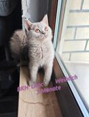 Britisch kurzhaar Lilac 3 Monate! 🥰!Mit Impfung und Entwurmung! in 07570