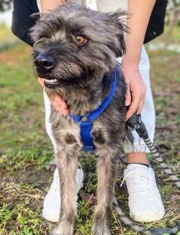 Bruno lässt Herzen höher schlagen. - Oberhausen