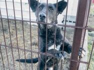 Hund sucht sein Zuhause - Ennepetal (Stadt der Kluterhöhle)