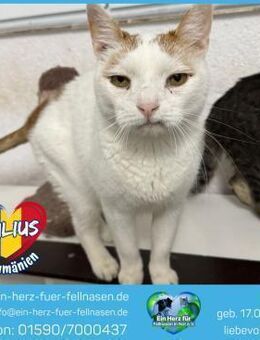 Julius sucht ein liebevolles Zuhause! - Waakirchen