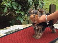 Liebenswerte kleine feine Yorkshire Terrier Babys 13 Wochen - Dürrholz