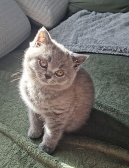 Reinrassige BKH Kitte Weibchen blau. - Schaffhausen