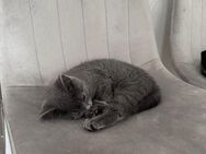BKH Kitten Mix - Celle