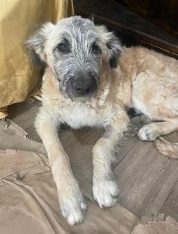 Eloisa sucht ein Zuhause - Olfen