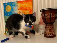 Kater Oreo (12 Wochen) – Nibelungen-Mix mit viel Charme sucht liebevolles Zuhause - München Laim