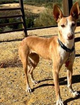 Gloria - soziale, freundliche Maus - Freudenstadt