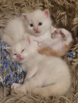 2 kleine Kater Kitten suchen Zuhause - Hamburg