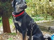 Zicco; Seelchen in Not - Geilenkirchen