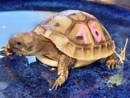 Griechische Landschildkröten NZ 2023 suchen neues Habitat - Hirzenhain