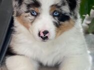 Traumhafte Australian Shepherd Welpen mit Papieren - Aidenbach