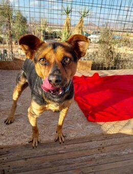 🐾 Fridolino es ist Zeit zu gehen 🐾 - Moormerland