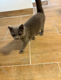 Bkh Kitten weiblich - Würzburg