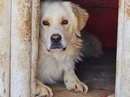 Merlin muß raus aus dem Horror Shelter - Blankenheim (Nordrhein-Westfalen)