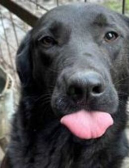 Thaddeus, ist ein lieber Bub 🐾 - Elsdorf (Nordrhein-Westfalen)