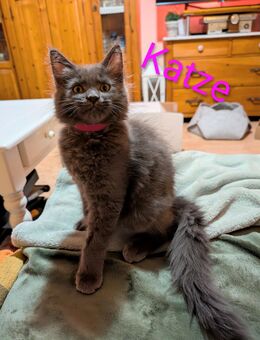 Maine Coon - Norwegische Waldkatze Kitten - Darmstadt Eberstadt