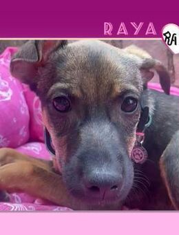 🌺 RAYA 2 🌺 - MEIN HERZ WARTET AUF DICH - Alfeld (Leine)