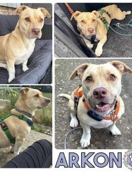 ARKON -Sonnengenießer mit Charakter- - Duisburg