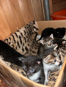 Katzenbabys - Rosenbach (Vogtland)