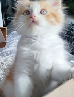 Selten türkisch wann BKH Mix Katzenbabys ab sofort möglich alles Jungs - Ratingen
