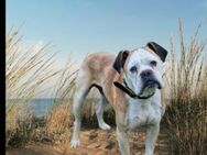 Mino sucht eine Heimat.Gnadenadoption - Berlin