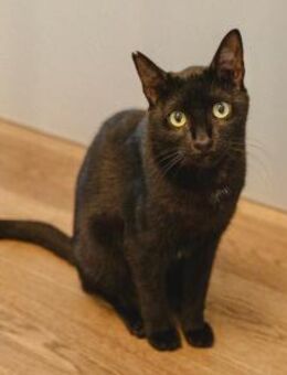 Vagos, sozialer Panther, ca. 1 Jahr - Vaterstetten