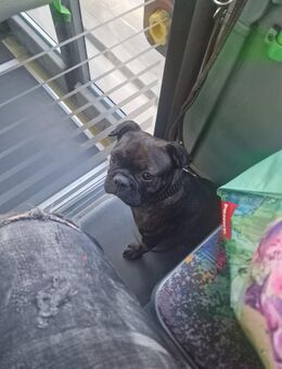 Französische Bulldogge Luna sucht ein zu Hause - Herne Eickel