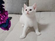 Katzen Baby - Schwerte (Hansestadt an der Ruhr)