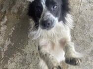 Chloe sucht ein nettes Zuhause - Blankenheim (Nordrhein-Westfalen)