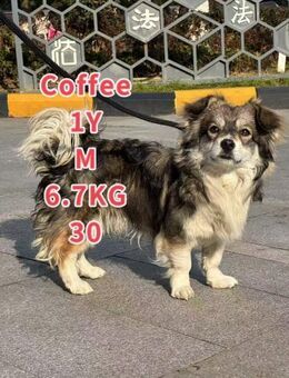 Kleiner Coffee - Obernheim