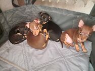 Russkiy Toy Terrier - Bremen