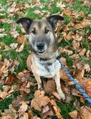 ALEX - freie Bewegung einfach genießen in 51491